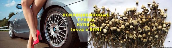 хмурый Белокуриха